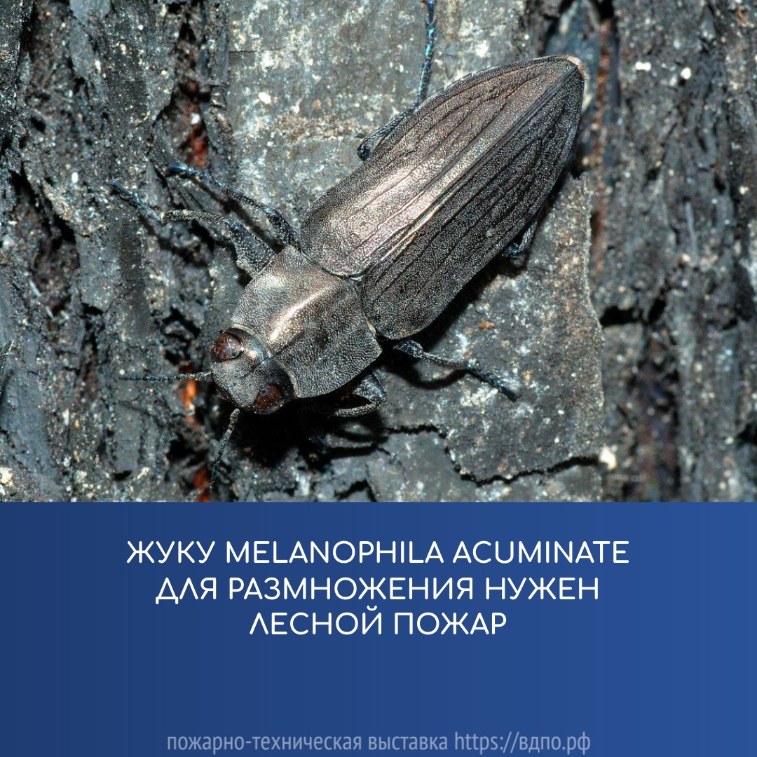 Жуку Melanophila acuminate для размножения нужен лесной пожар. Это  интересно! Интересные (занимательные) факты о пожарных, спасателях,  добровольцах на портале ВДПО.РФ